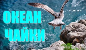 Звуки природы ОКЕАН,ЧАЙКИ,ВОЛНЫ. ASMR для успокоения нервной системы, медитации, сна!