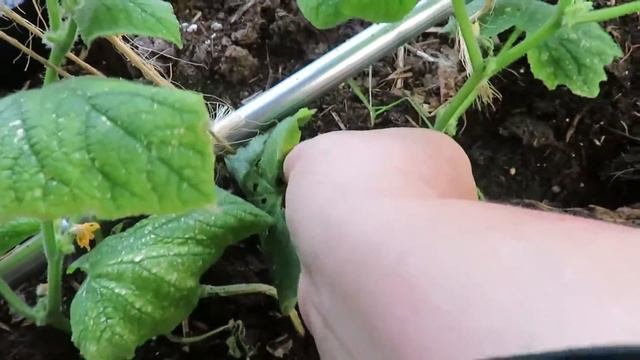 выращиваем  огурцы...