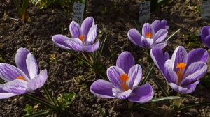 Крокус крупноцветковый