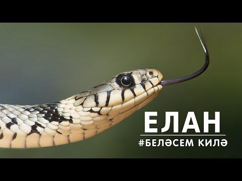 БЕЛӘСЕМ КИЛӘ: елан / Змея / Snake