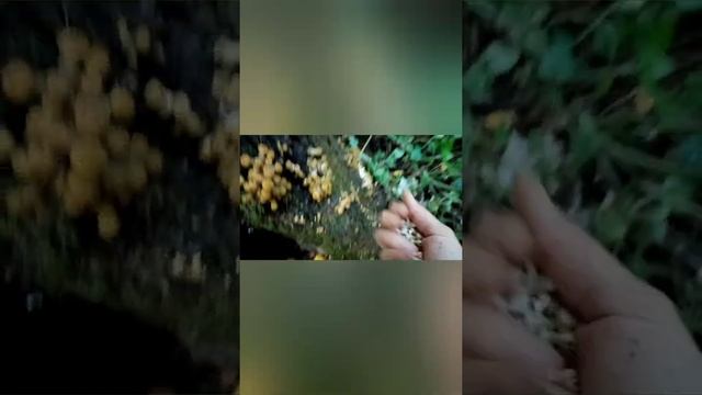 Заказ духов/грибы смотреть онлайн