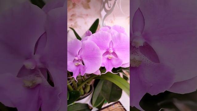 Цветение фаленопсисов смотреть онлайн