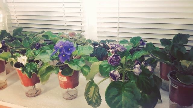 УДОБРЕНИЕ ДЛЯ ФИАЛОК. КАК ПОДКОРМИТЬ ФИАЛКУ? смотреть онлайн