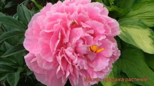 Пион травянистый Александр Флеминг (paeonia) ? обзор: как сажать, рассада пиона Александр Флеминг
