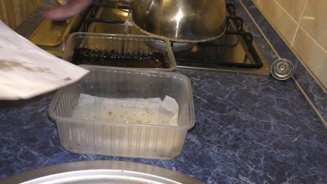 Павловния Войлочная.Выращиваем из семян. смотреть онлайн