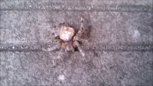 Самый опасный паук Крестовик — паук Araneus diadematus1