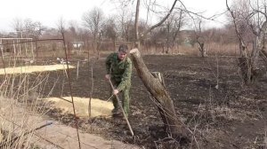 Когда лучше делать обрезку деревьев׃ весной или осенью?