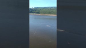 Ловля на косынку летом. Река Сыда.