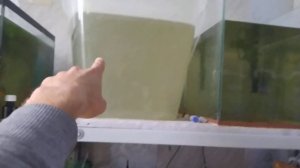 Что стало с "Азиатскими" Гуппи? Или, как добиться успеха в разведение?!