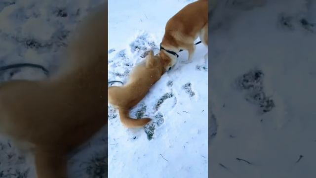 Акита-ину 🦁 #акита, #акитаину, #akitainu, Akita Inu смотреть онлайн