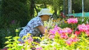 Городские дачники: как рязанцы ухаживают за клумбами во дворах