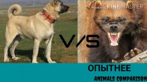 Кангал против расомахи.