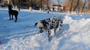 Далматин 10. мес и Доберман 6 мес.