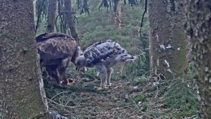 Mazais ērglis~Andris brings a mouse! Anna brings a spruce twig~5:13 AM 2021/07/04