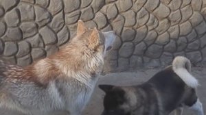 КТО СИЛЬНЕЕ?Who is stronger?АКИТА или МАЛАМУТ?Akita or Malamute?Odessa.
