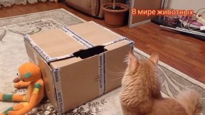 Котята Кузя с Кексом играют  в игры