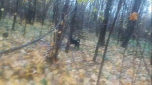 ОТЛИЧНЫЙ ТРОФЕЙ!!! ЗАГОННАЯ ОХОТА НА КОПЫТНЫХ 2023. В НЕ ПОГОДУ!!!