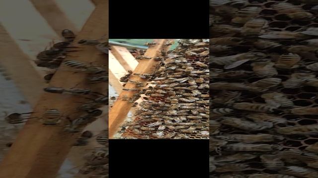 Подготовка пчёл к зиме