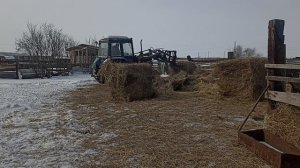 трактор Мтз времён СССР подвозит рулоны сена.