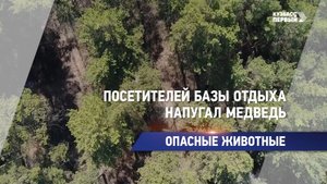 Посетителей базы отдыха напугал медведь