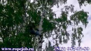 Валка дерева по частям