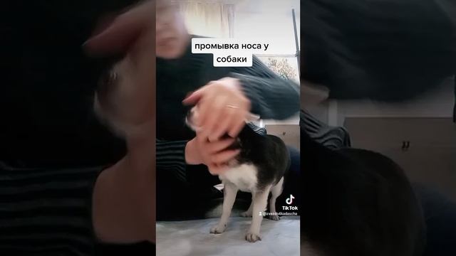 Промываем ? собаки от насморка#насморк #лечение#собака #советы