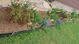 Парадные цветники входной зоны на даче 01.05 2023