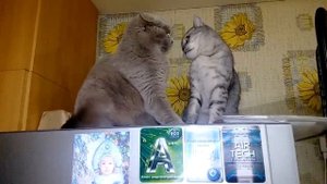 Британец и шотландец.