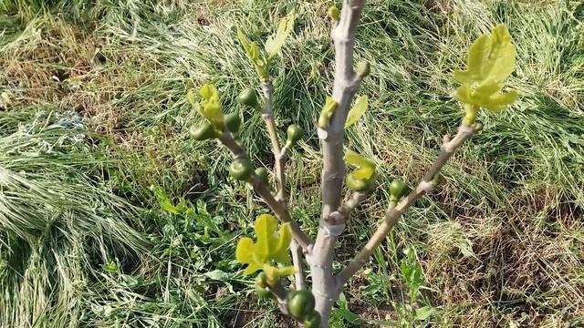Укрытие на зиму. Простой способ укрытия инжира