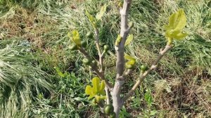 Укрытие на зиму. Простой способ укрытия инжира