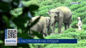 Программу отдыха подготовили для цирковых слонов Претти и Марго в Сочи