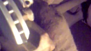 замена переднего тормозного диска и колодок на Toyota RAV4-2