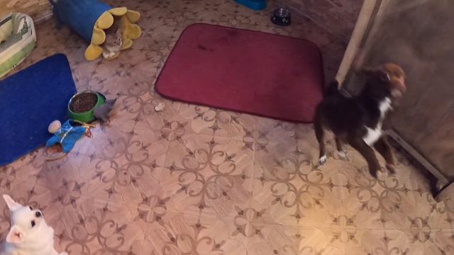 ПРОДАЮ ЩЕНКА кобеля собаки ЧИХУАХУА ШОКОЛАДНОГО ОКРАСА/ МЭДЖИК ПЕТС ФЭМИЛИ ЧИХУА / Домашние животны