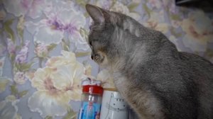 13 ХЕЛЛОУИНСКИХ ПРАНКОВ ОТ КОТОВ И СОБАКИ