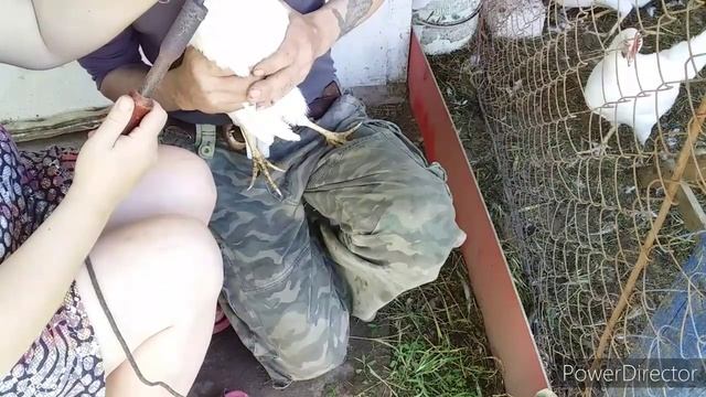 Самый Лучший Способ от Расклева/Как Избавиться От Расклева у Кур