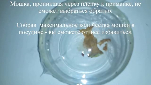 Мошка в доме. Как избавиться от мошки.