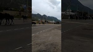 Кабардинская порода КФХ Атажукино