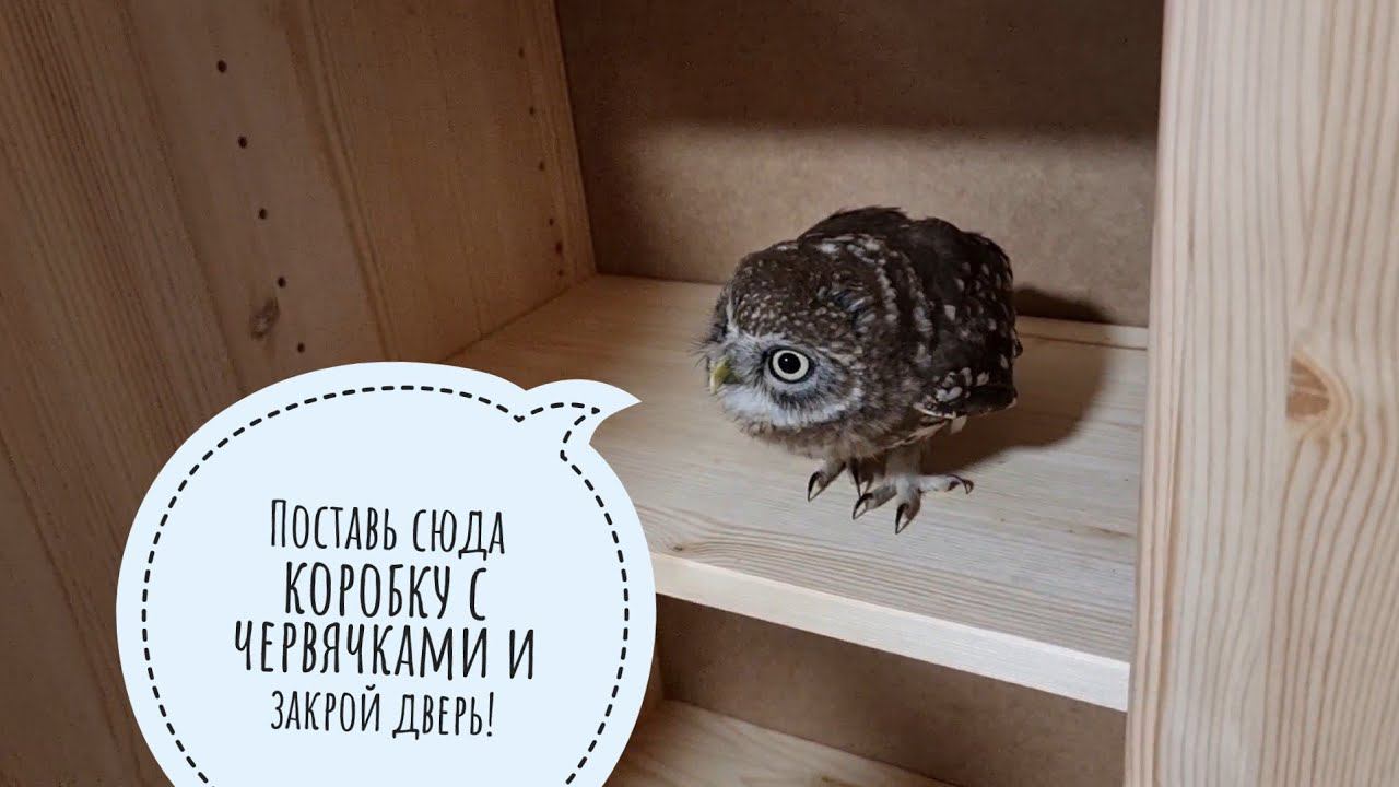 Распаковка подарков от T-RexFood и шкафчика для сыча Лучика. Вкусное для сов подвезли!