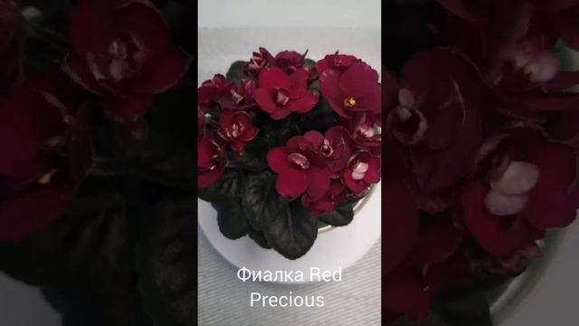 Фиалка Red Precious ( мини)