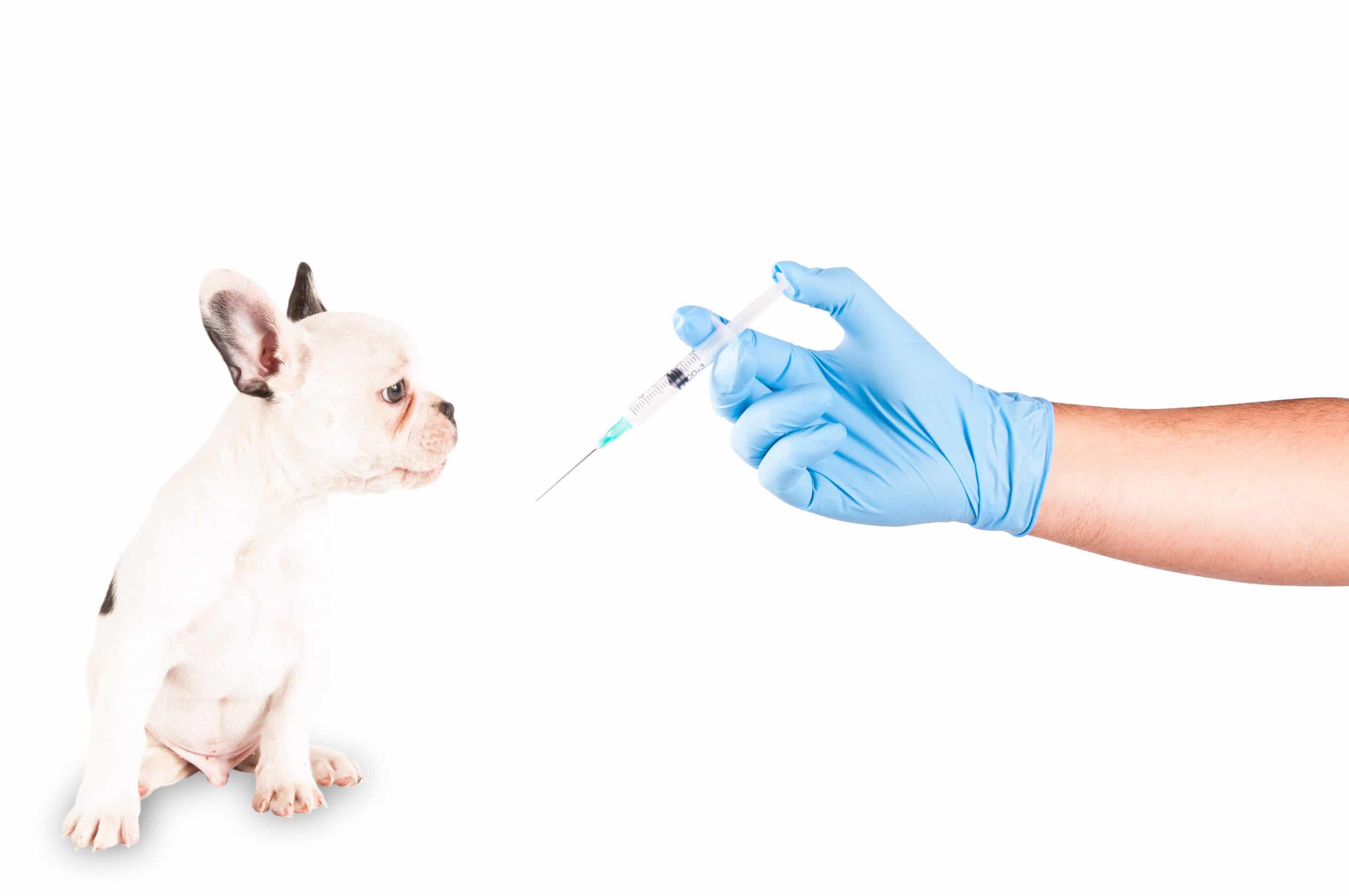 Реакция собаки на прививку