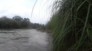ZipBaits Rigge 56 S-Line . Ловля Жереха !