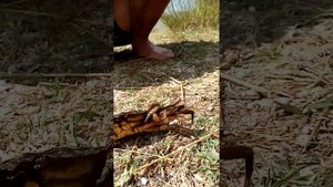 Крабы, крабы из залива Донузлав.