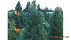 Сосна веймутова Фастигиата (pinus strobus fastigiata) ? обзор: как сажать, саженцы сосны Фастигиата