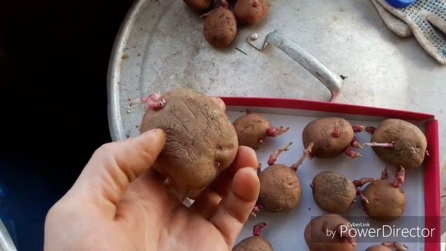 #Проращивание_картофеля  Супер способ! Лайфхак