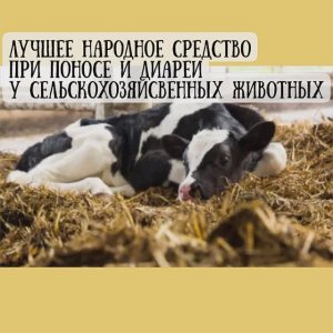 Лучшее народное средство от поноса у сельскохозяйственных животных
