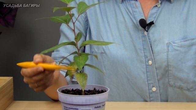 Брахихитон тополевый (ч.2).