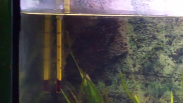 Акулий барбус, бифортии, вишневые барбусы и ксенококус смотреть онлайн