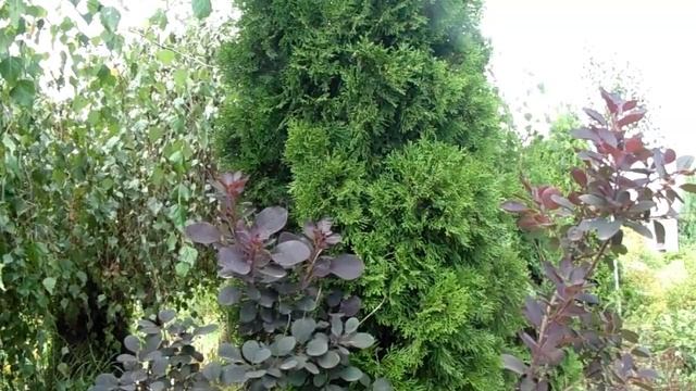 Туя западная: сорта, особенности, рекомендации для каждого сорта! смотреть онлайн