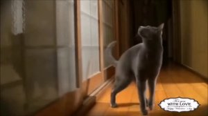 ?Смешная озвучка животных?#4