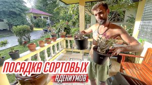 ПОСАДКА СОРТОВЫХ АДЕНИУМОВ